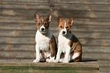 BASENJI 152